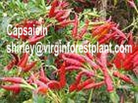Capsaicin (Shirley At Virginforestplant Dot Com)